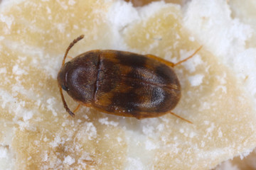 Litargus balteatus - Stored Grain Fungus Beetle. Common pest of stored products and pest in homes