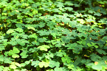 Wood sorrel on the ground in the forest