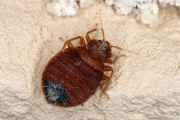 Bed bug Cimex lectularius parasitic insects of the cimicid family feeds on human blood