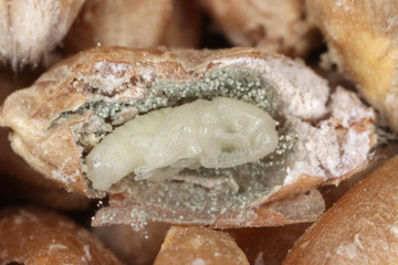 wheat weevil Sitophilus granarius pupa in wheat grain