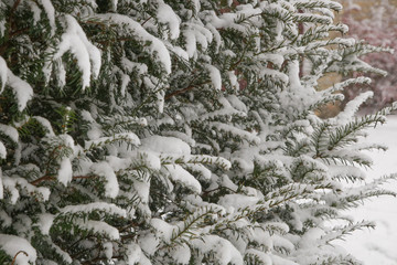 Evergreen trees covered with snow