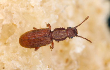The sawtoothed grain beetle Oryzaephilus surinamensis is a insect of family Cucujidae. It is a...