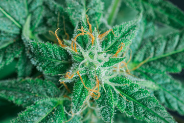 cannabis trichomes macro photo of plant marijuana bud health, cultivation of hybrid varieties of...
