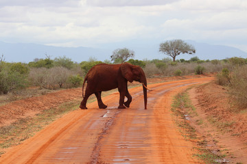 Fototapeta na wymiar Elefant in Afrika