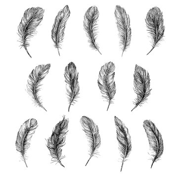 Vector Black and White Feather Pattern