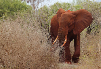 Fototapeta na wymiar Elefant in Afrika