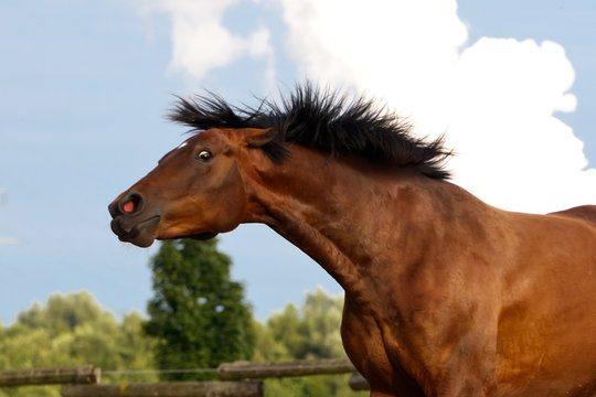 Fototapeta Aggressives Pferd