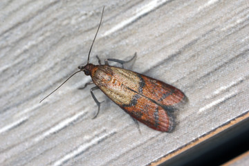 Indian mealmoth or Indianmeal moth Plodia interpunctella of a pyraloid moth in wax of the family...