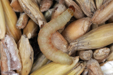 Caterpillar of Indian mealmoth or Indianmeal moth Plodia interpunctella of a pyraloid moth of the family Pyralidae is common pest of stored products and pest of food in homes