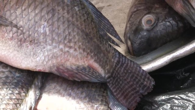 Ghana  Tilapia fish  at Accra Makola market  June 2017