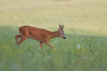 Roe deer, capreolus capreolus, buck in natural summer meadow with flowers. Wild animal walking. Roebuck with big antlers.