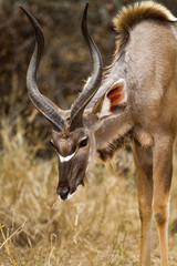 kudu down