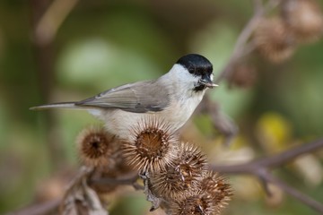 Marsh Tit, Poecile palustris on a thistle. Little wild bird eating seeds. Marsh tit in natural environment feeding.