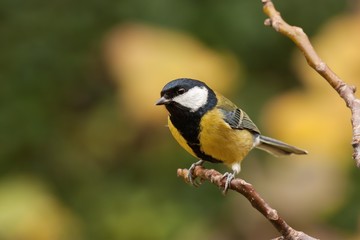Great tit, Parus major, with autumnal background. Wild bird pearched with orange bluerred background.