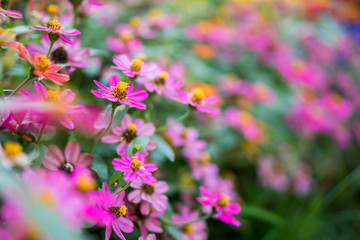 Flowers zinnia elegans. Color nature background.