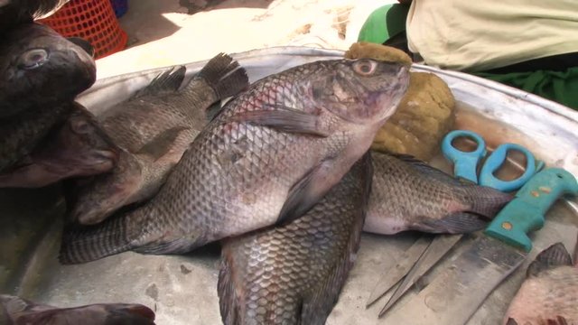 Ghana  Tilapia fish  at Accra Makola market  June 2017