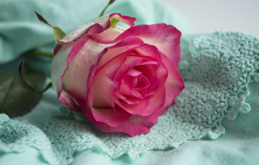 Magnificent rose bud rests on tender mint lace