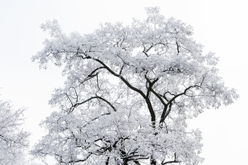 Tree covered with white frost on foggy sky