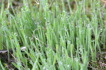 Fototapeta na wymiar Young grass covered with dew at dawn