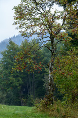misty morning view in wet mountain area in slovakian tatra