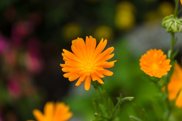 Flower of Calendula in the garden, close-up.
