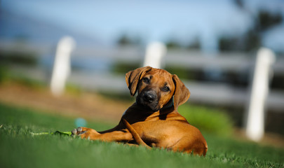Rhodesian Ridgeback dog puppy outdoor portrait lying in grass with white fence