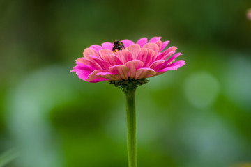 Flower of Zinnia in the garden, close-up.