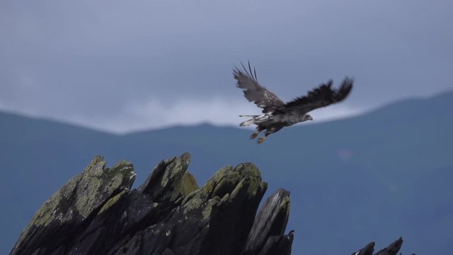 a young bald eagle