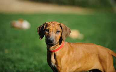 Rhodesian Ridgeback puppy dog outdoor portrait