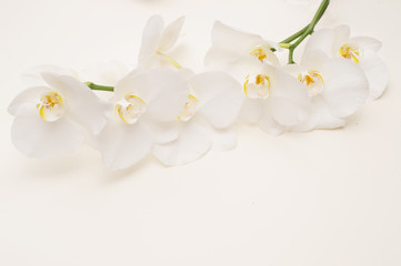 Obraz na płótnie Canvas romantic branch of white orchid