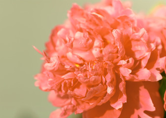 red peony flower closeup, filter applied