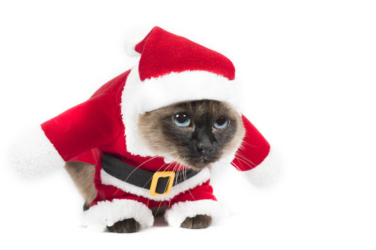 Siamese Cat with Santa Costume Staring on a white background