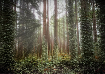 Obraz premium Forest