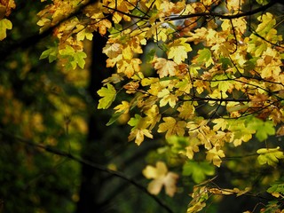 Obraz premium Acre Campestre