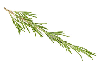 Fototapeta premium Rosemary isolated on a white background