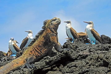 Fototapeta premium Legwan morski z boobies niebieskonogimi, minami, Sula nebouxii i Amblyrhynchus cristatus, na wyspie Isabela, Galapagos, Ekwadorze, Ameryce Południowej