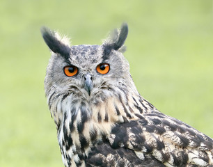 Eurasian Eagle Owl