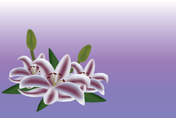 Lilly flowers on violet background, vector