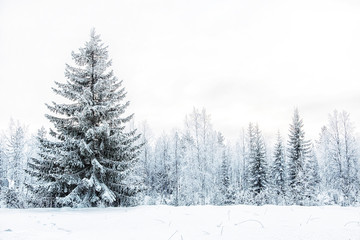 Winter landscape with spruce. Karelia. Russia