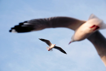 Flying seagull