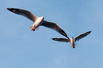 Obraz premium Flying seagull