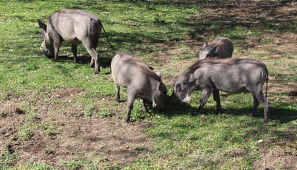 Warzenschweine fressen  Gras
