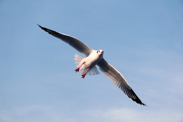 Flying seagull