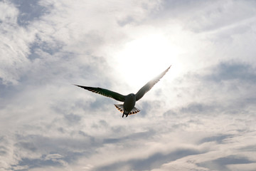 Flying seagull in the air