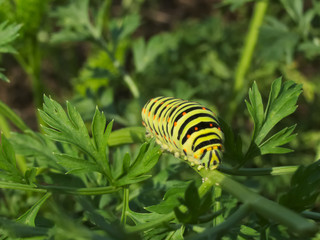 Swallowtail caterpillar on a carrot stem