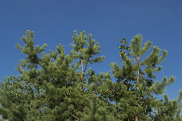 Kiefern Strand Himmel