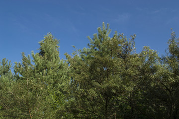 Obraz premium Kiefern Strand Himmel