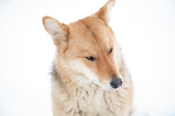 sad dog look in winter not against white background