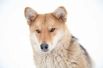 Obraz premium sad dog look in winter not against white background