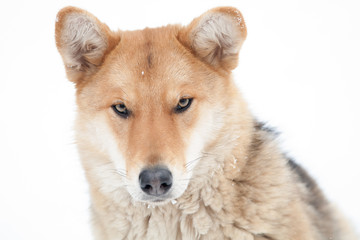 sad dog look in winter not against white background